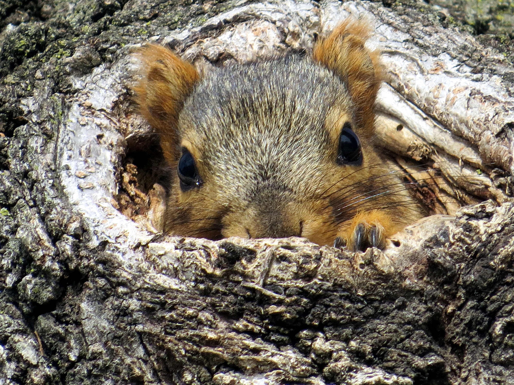 hiding furry animal, photo by littlebiglens