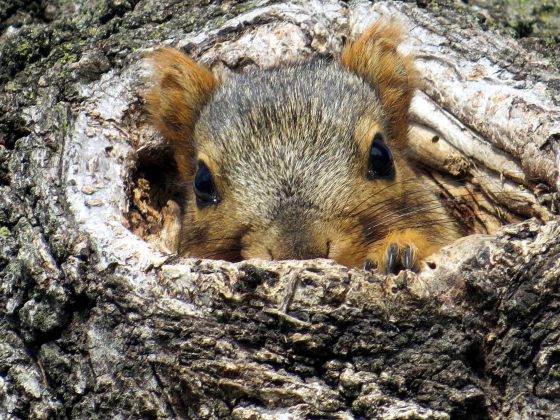 hiding furry animal, photo by littlebiglens
